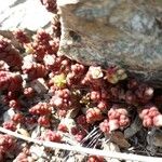 Sedum andegavense Fleur