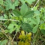 Trifolium aureum Folla