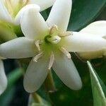 Coffea mauritiana फूल
