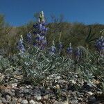 Lupinus sparsiflorus Habit