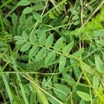 Astragalus cicer ഇല