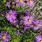 Aster alpinusLorea