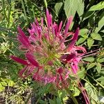 Cleome houtteana Flower