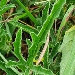 Cucumis ficifolius Leaf