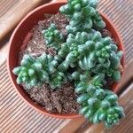 Sedum furfuraceum Лист