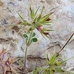 Trifolium stellatum Цветок