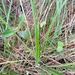 Eriocaulon sexangulare Leaf