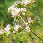 Eriogonum fasciculatum Flower