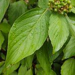 Cornus sericea পাতা