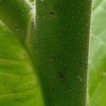 Nicotiana sylvestris Bark