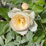 Rosa gallica Кветка