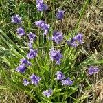 Hyacinthoides non-scriptaFlower