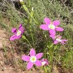 Zeltnera venusta Flor