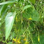 Jasminum subhumile Habit