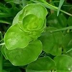 Lysimachia nummularia Blad