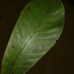 Isertia spiciformis Leaf
