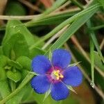 Lysimachia arvensisFlower