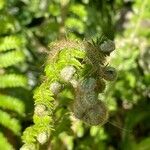 Polystichum setiferum Φύλλο