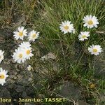 Leucanthemum coronopifolium Habitus