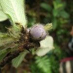 Psychotria pulchrebracteata Fruto