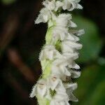 Goodyera repens Цветок