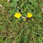 Ranunculus bulbosusBlüte