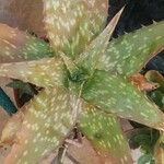 Aloe maculata 叶