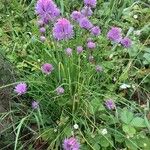 Allium schoenoprasum Hábito
