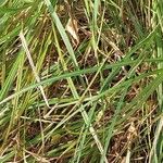 Carex vulpina পাতা