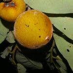 Diospyros discolor Fruit