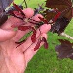 Acer platanoides 果実