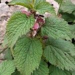 Lamium orvalaLeaf