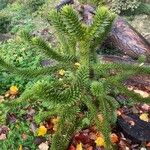 Araucaria araucana Habit