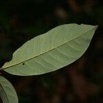 Virola michelii Hoja