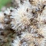 Solidago gigantea Fruit