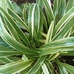 Chlorophytum capense Leaf