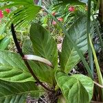 Anthurium jenmanii Habit