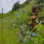 Delphinium leroyi Hábito