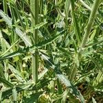 Verbena bonariensis Leaf