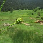 Carex lepidocarpa ফল