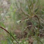 Scandix australis Blomst