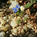 Veronica triphyllos 花