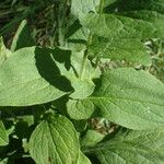 Doronicum austriacum Leaf