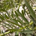 Vicia benghalensis Folha