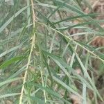 Callistemon viminalis Folha