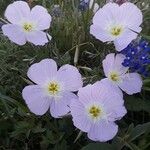 Eulobus californicus Flower