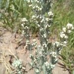 Artemisia frigida Blatt