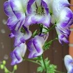 Aconitum variegatumFlor