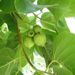 Cordia subcordata Folha