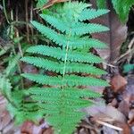 Thelypteris noveboracensis Blad